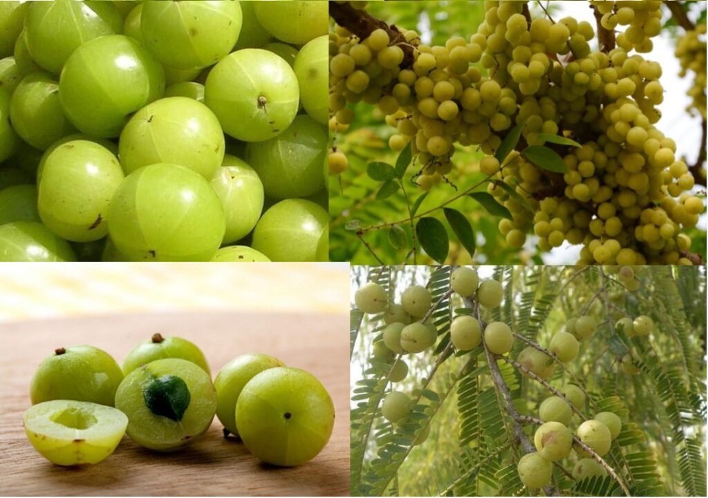 Benefits Of Amalaki Plant Pharma Dekho